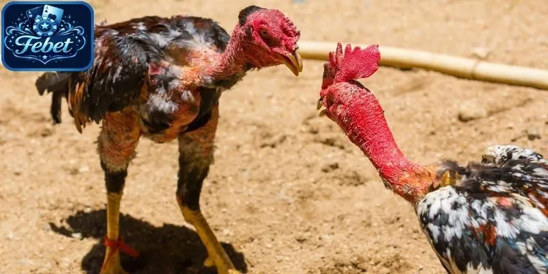 Có nhiều yếu tố khiến cách chọn gà chọi thay đổi