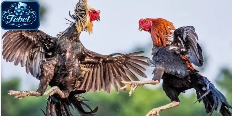 Cách chọn gà chọi dựa theo phần đầu