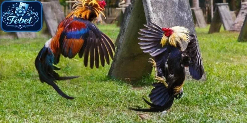 Nên chọn các chiến kê gan lì