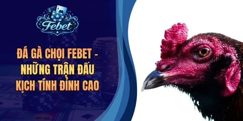 Đá Gà Chọi Febet - Những Trận Đấu Kịch Tính Đỉnh Cao