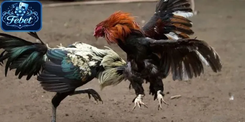 Các trận đấu đá gà cựa dao thường chia thành nhiều hiệp