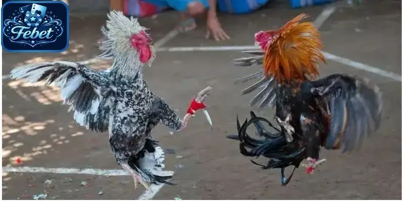 Đá gà cựa dao rất hấp dẫn