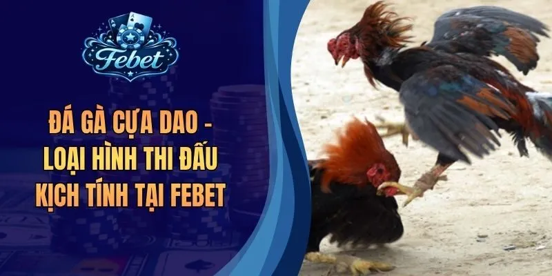 Đá Gà Cựa Dao - Loại Hình Thi Đấu Kịch Tính Tại Febet