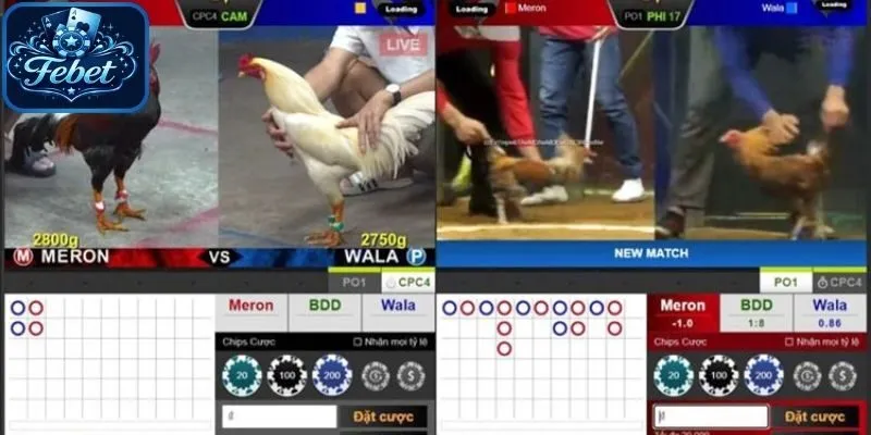 Nhiều kèo chơi hấp dẫn trong cuộc đấu