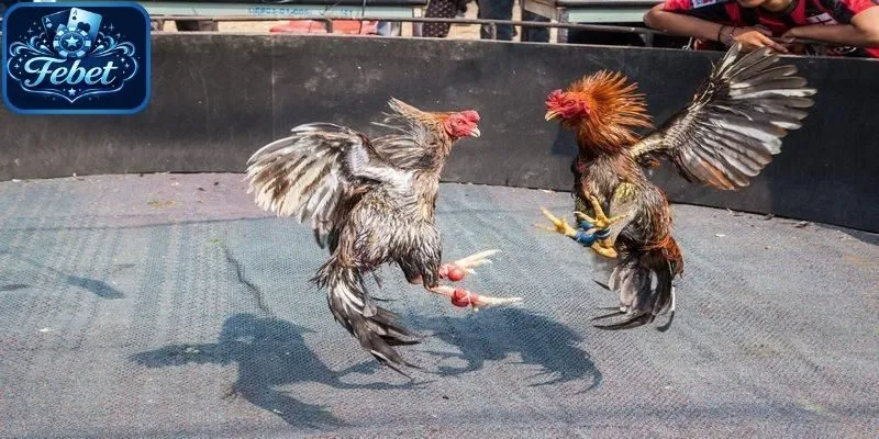 Mỗi hiệp đấu đá gà cựa sắt sẽ diễn ra trong 15 phút