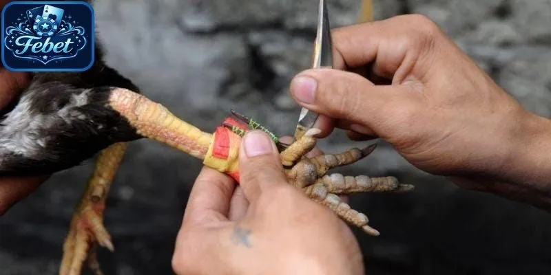 Đá gà cựa sắt sử dụng vũ khí hiện đại