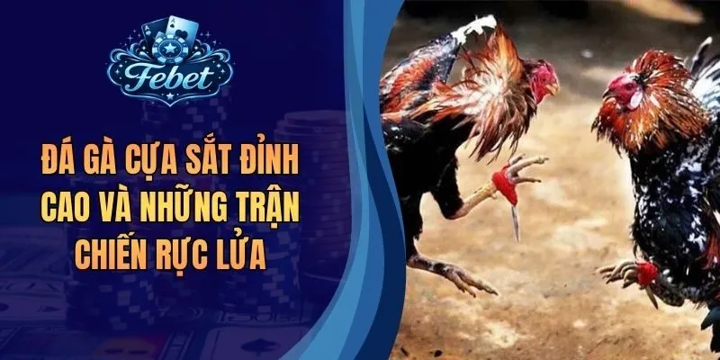 Đá Gà Cựa Sắt Đỉnh Cao Và Những Trận Chiến Rực Lửa