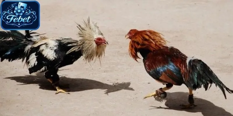 Đa dạng nội dung hấp dẫn nâng tầm trải nghiệm 