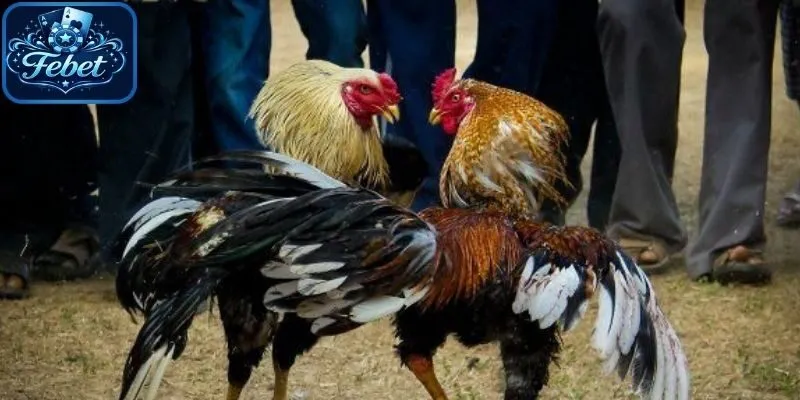 Trải nghiệm kịch tính đỉnh cao cùng đá gà Febet
