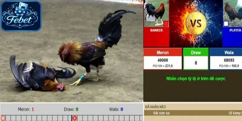 Đa dạng các kèo gà hấp dẫn