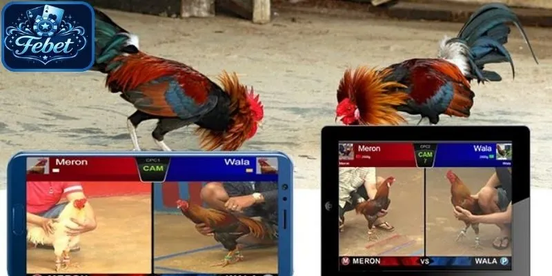 Đá gà Thomo Febet thường thưởng cao