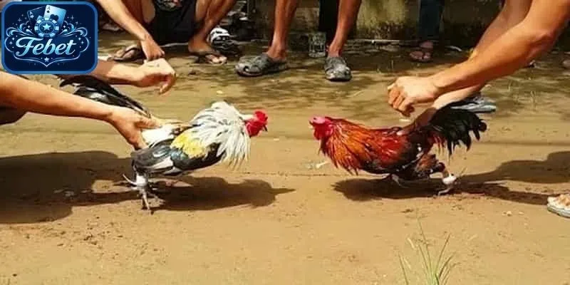 Đá gà Thomo Febet rất nổi danh