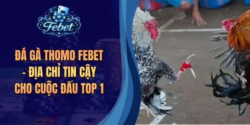 Đá Gà Thomo Febet - Địa Chỉ Tin Cậy Cho Cuộc Đấu Top 1